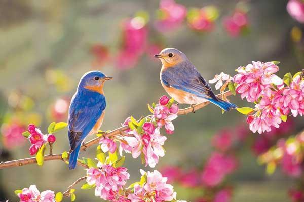 تعطیلات نوروز کجا برویم؟ تعطیلات نوروز کجا برویم؟